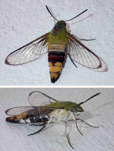 Réf. 233 077 : Cephonodes hylas